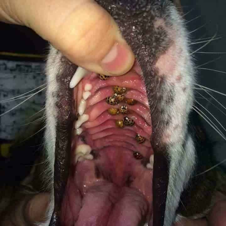 ladybugs in dogs mouth