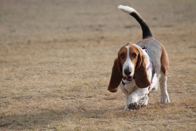Basset Hound is the slowest medium-sized dog
