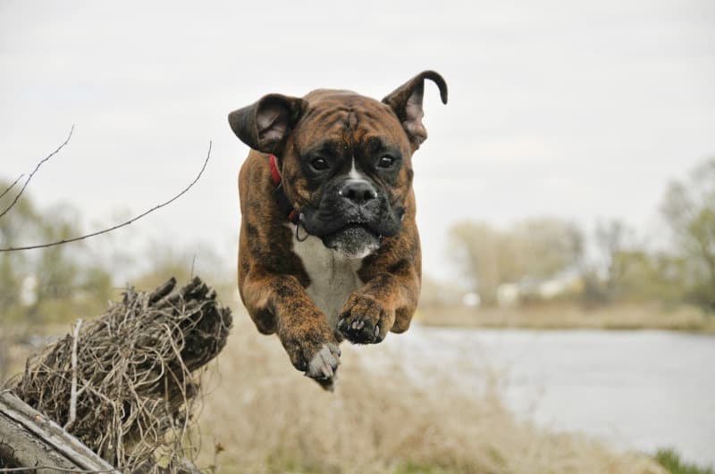 A bounding Boxer dog