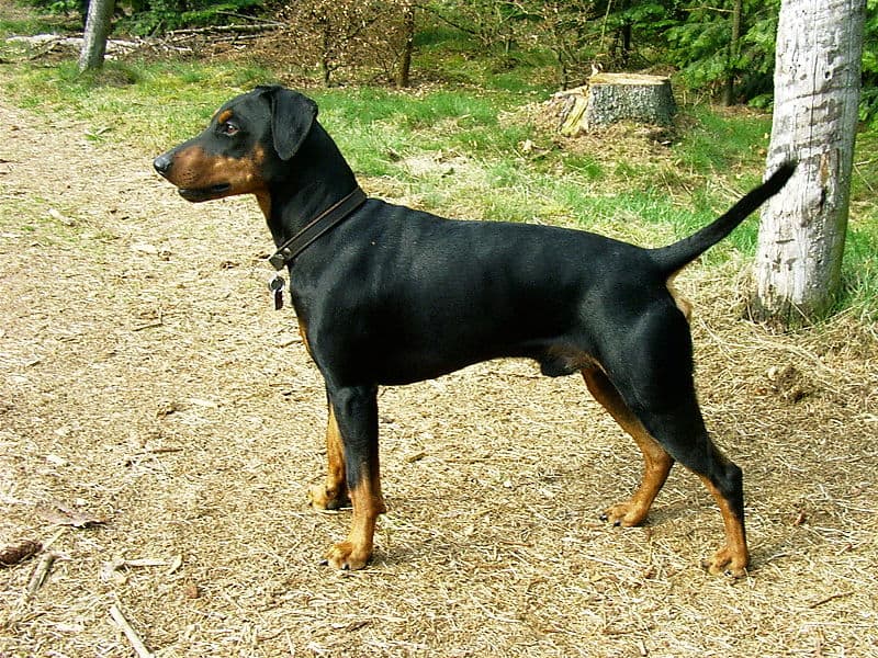 German Pinscher dog standing with straight tail