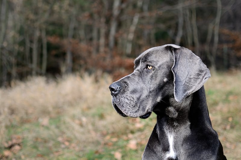 Great Dane is a strong but gentle giant