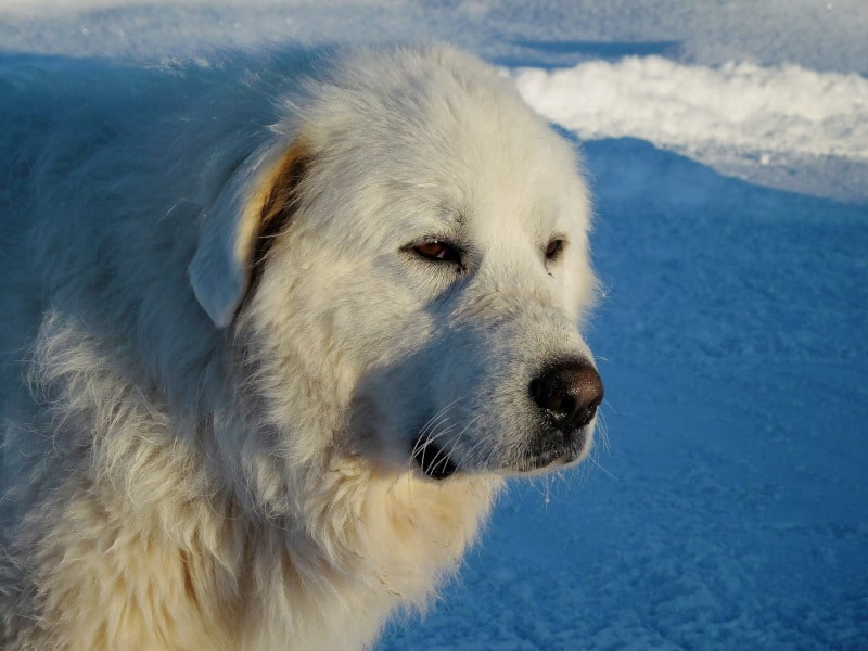 Great Pyrenees white coat of fur blends in with snow