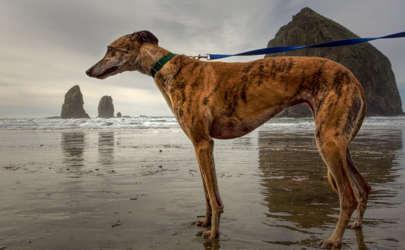 This Greyhound likes the beach at Haystack Rock in Oregon –  Fastest Dog Breeds in the World