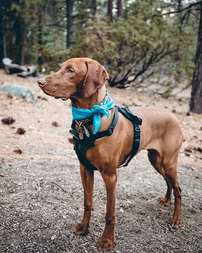 Hiking with your dog - Puplore