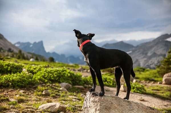 How far can a dog hike in a day - Puplore.com
