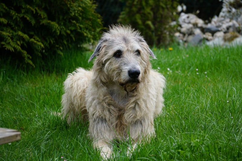 Irish Wolfhound is a strong dog