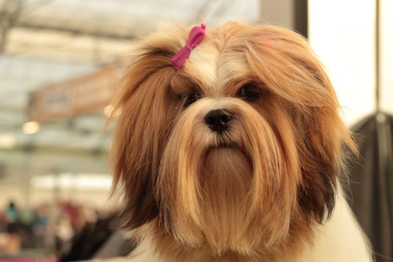 a cute but slow Lhasa Apso