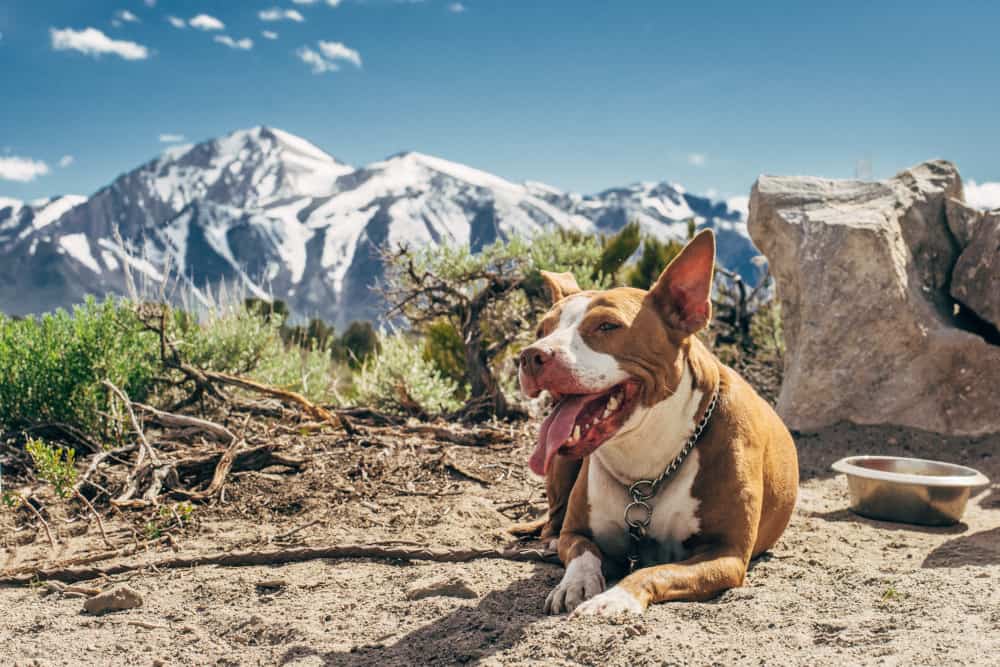 Pit bull chilling on a mountain