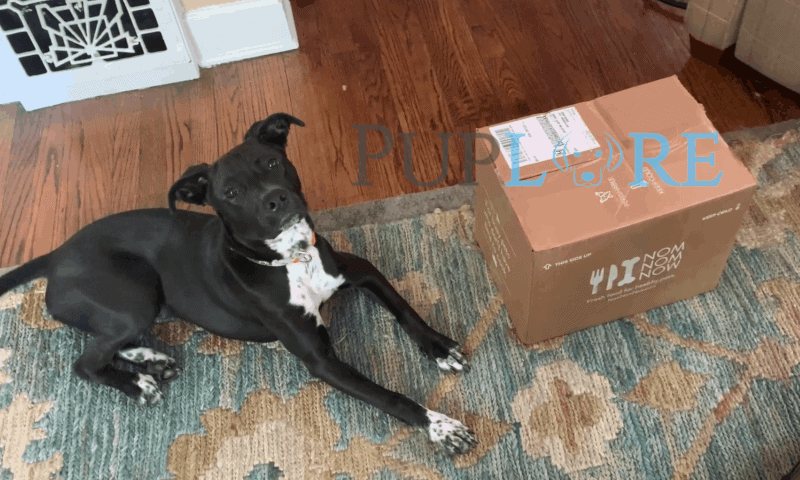 NomNom Review: Reba Tries Fresh Dog Food - Puplore