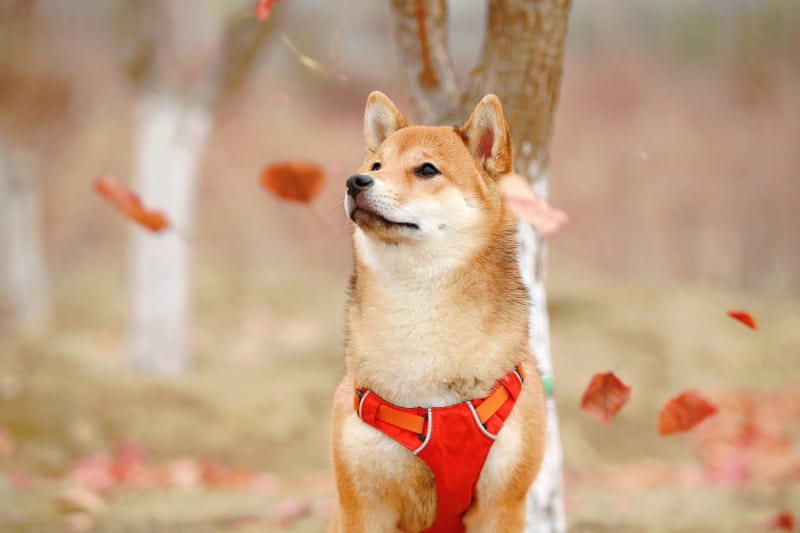 Shiba Inu likes fall runs