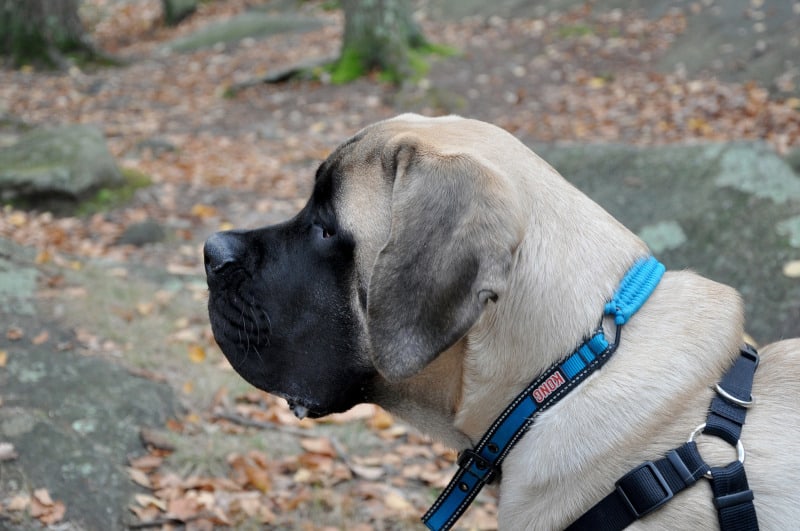 Slowest large dog breed the English Mastiff