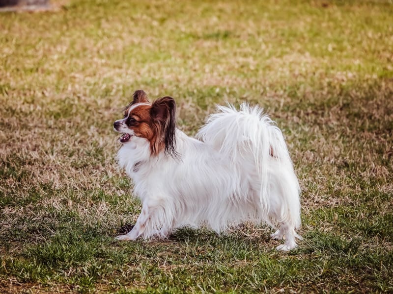 Small and Fast Papillon