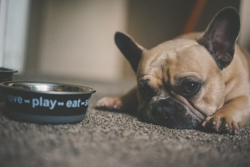 Small dog laying by their dog bowl