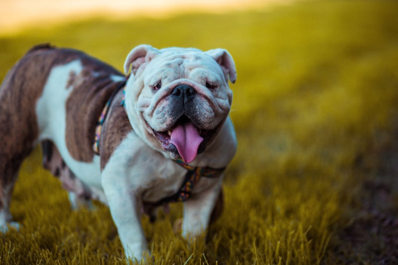 Adorable American Bulldog is the strongest small dog pound for pound