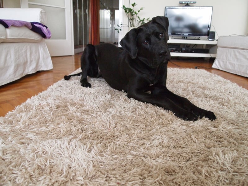 Tosa-Inu dog laying on carpet