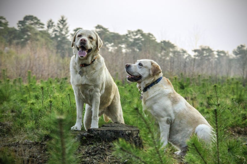 Labrador Growth Stages – When Do Labs Stop Growing?