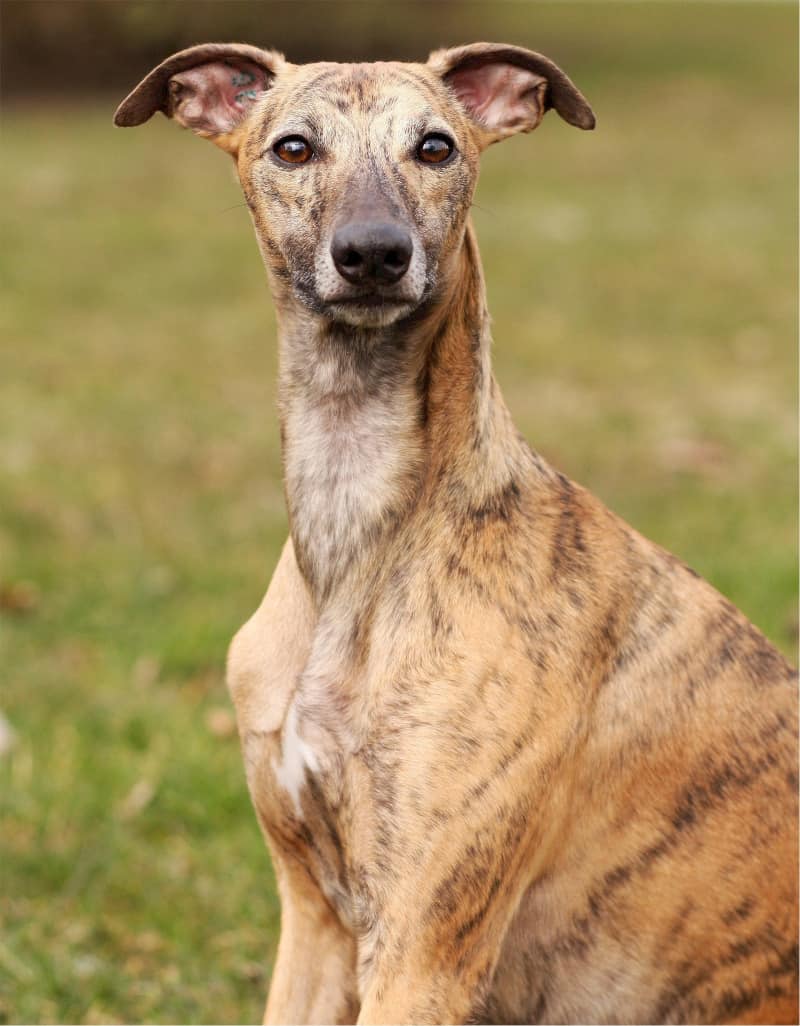 Whippet is the fastest medium-sized dog breed