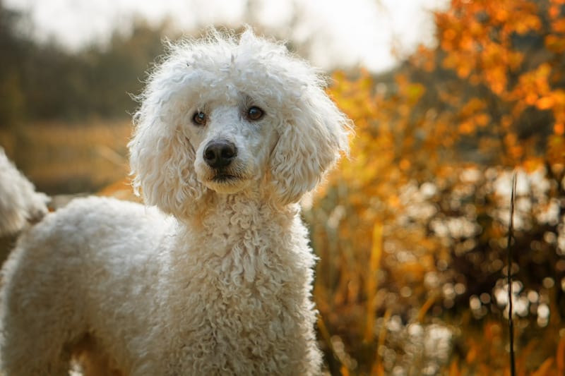 Running fast is what Poodles do. They are among the world's fastest dog breeds