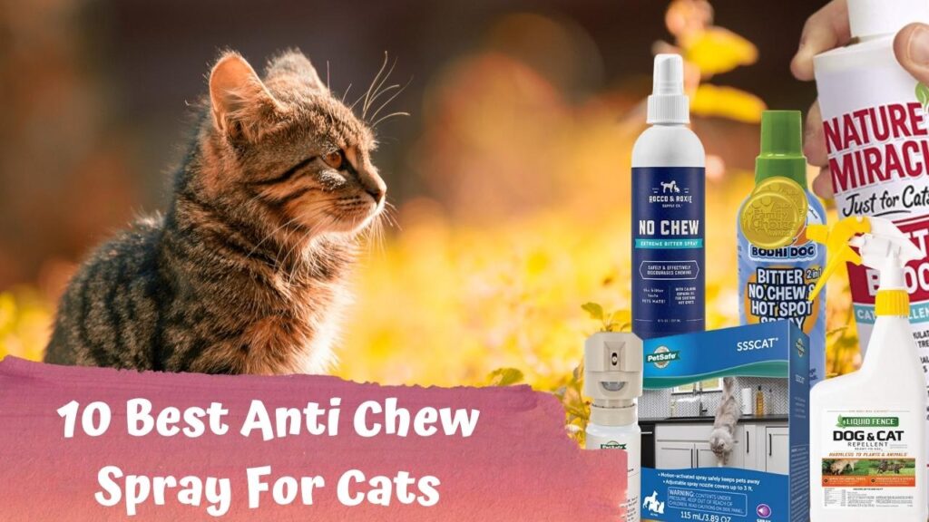 10 Best Anti Chew Spray for Cats in 2023 [ Review and Explained ] Puplore