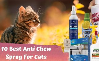 10 Best Anti Chew Spray for Cats in 2022 [ Review and Explained ]