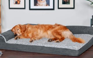 10 Best Dog Beds For Golden Retrievers Your Pup Will Love