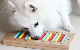 10 Ways To Provide Mental Stimulation For Dogs