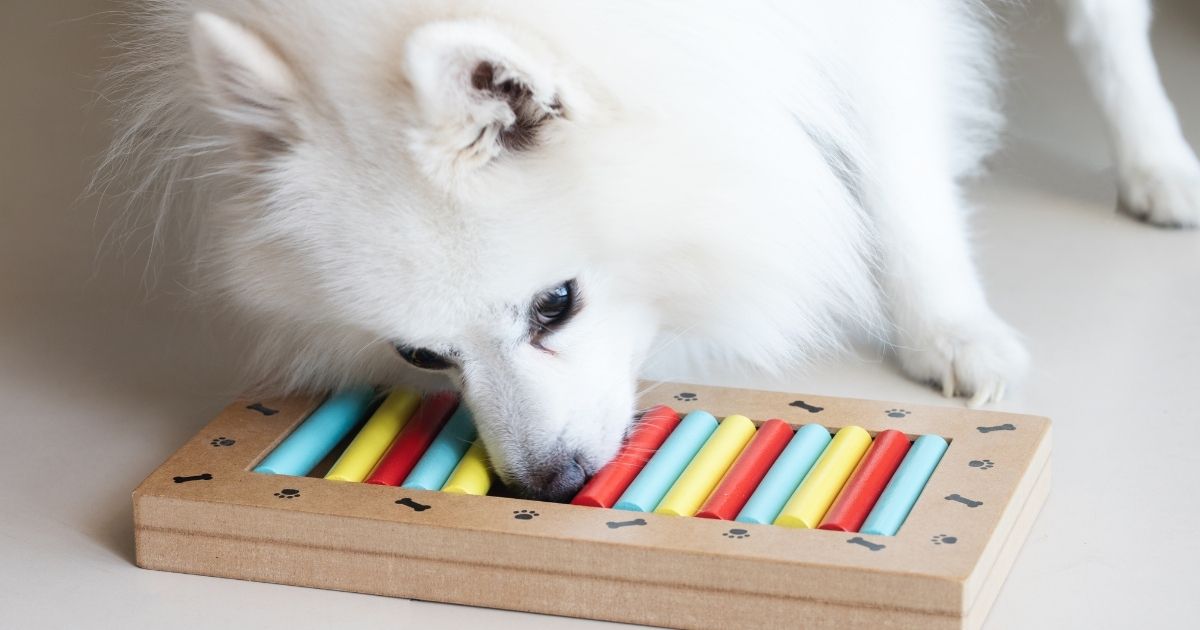 10 Ways To Provide Mental Stimulation For Dogs