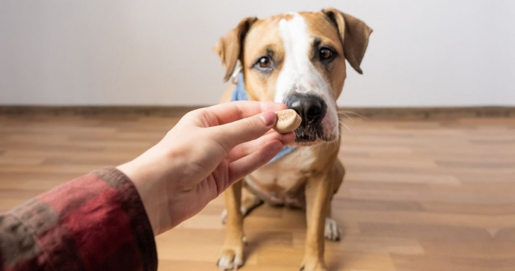 10 Worst Dog Treats To Avoid (+10 We Puplore