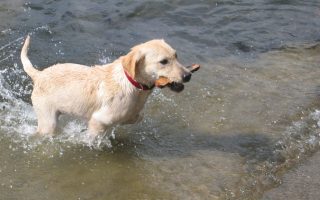 Training Your Labrador Puppy:  Easy Training Guide