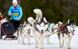 13 Best Sled Dog Breeds That Do More Than Pulling Sleds
