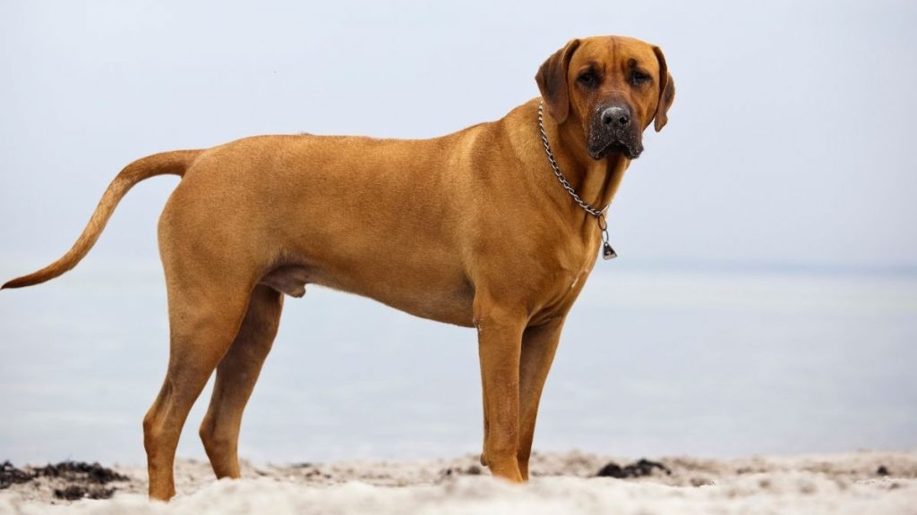 Rhodesian Ridgeback Dog Standing on the Beach