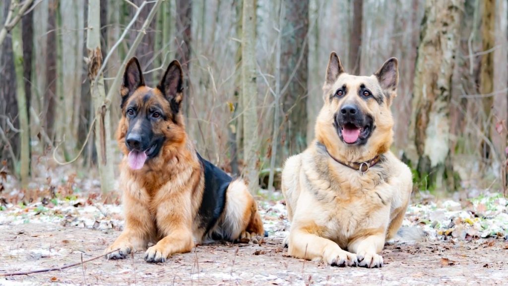 15 Dogs That Look Like German Shepherds (With Pictures) | Puplore