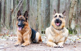 15 Dogs That Look Like German Shepherds (With Pictures)