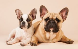 15 Facts About French Bulldogs That Make Them Popular
