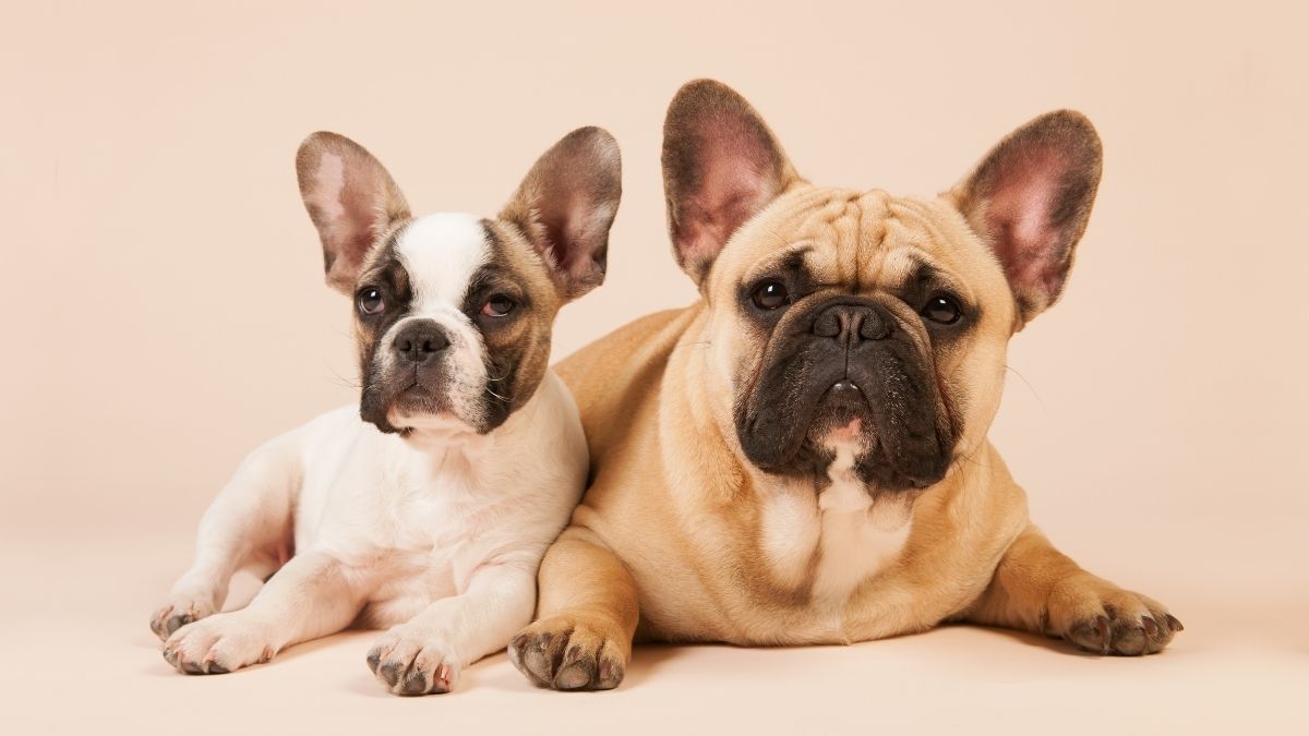 15 Facts About French Bulldogs That Make Them Popular