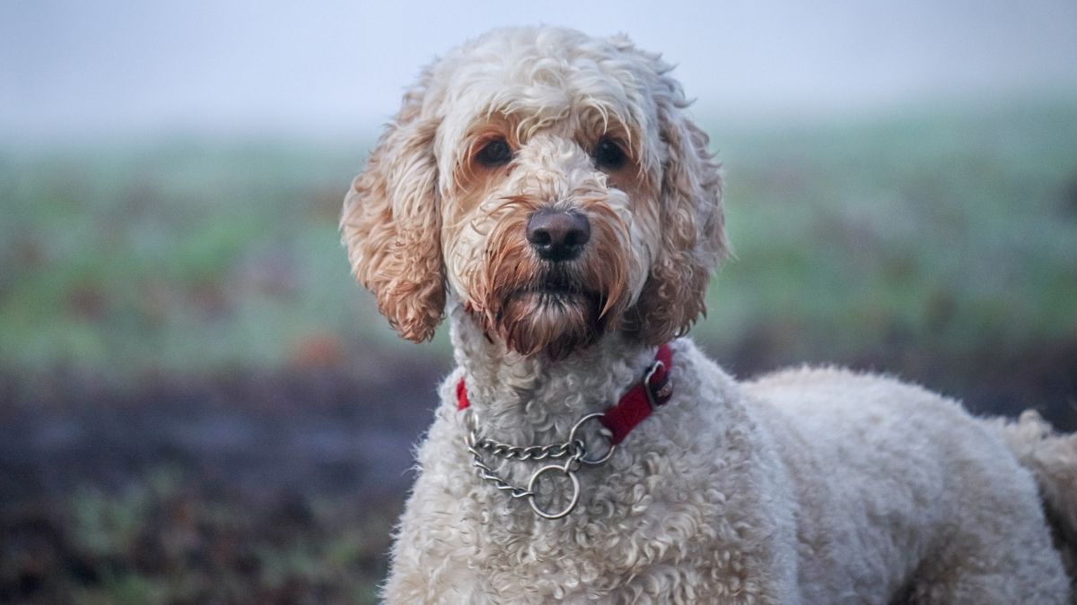 15 Facts About Labradoodles That Makes People Go Crazy