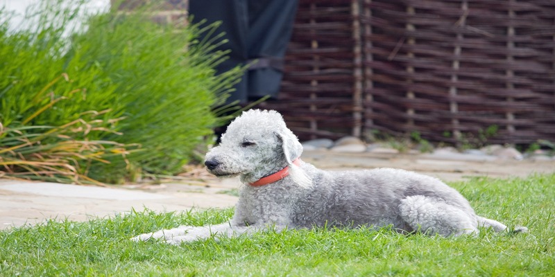 15 Skinny Dog Breeds With Long Hair10