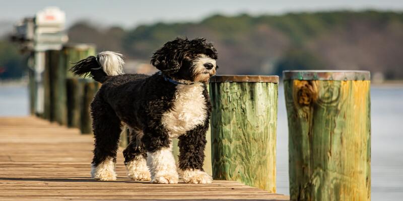 15 Skinny Dog Breeds With Long Hair11