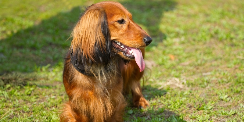 15 Skinny Dog Breeds With Long Hair12