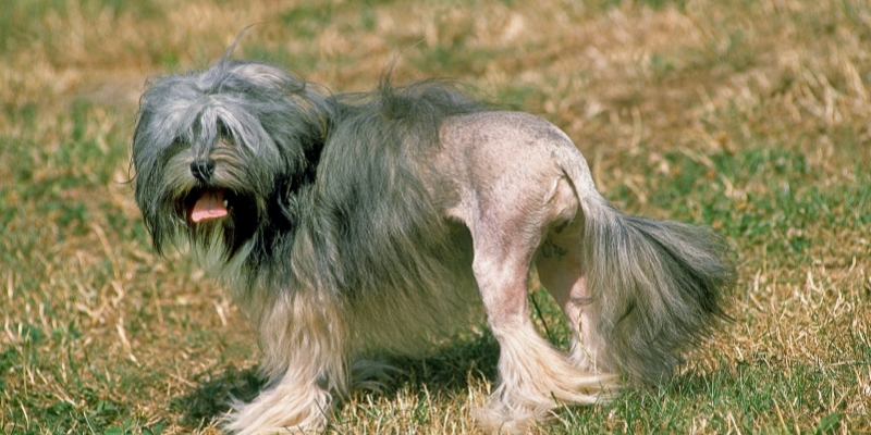 15 Skinny Dog Breeds With Long Hair13