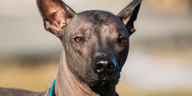 15 Skinny Dog Breeds With Long Hair14