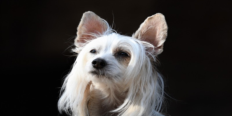 15 Skinny Dog Breeds With Long Hair15