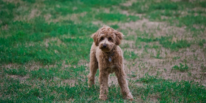 15 Skinny Dog Breeds With Long Hair2