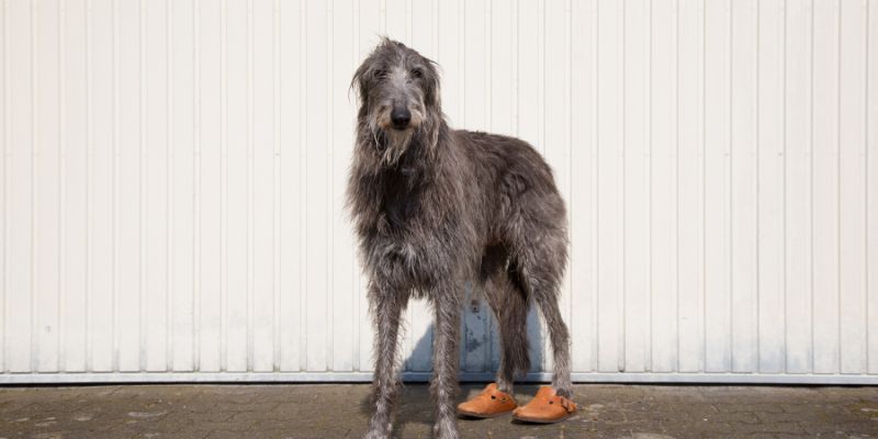 15 Skinny Dog Breeds With Long Hair5