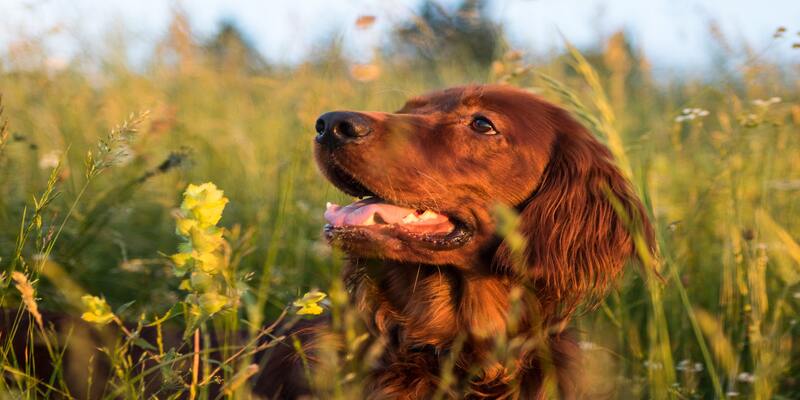 15 Skinny Dog Breeds With Long Hair6