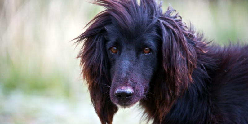 15 Skinny Dog Breeds With Long Hair8