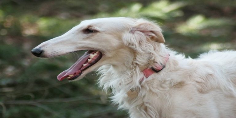 15 Skinny Dog Breeds With Long Hair | Puplore