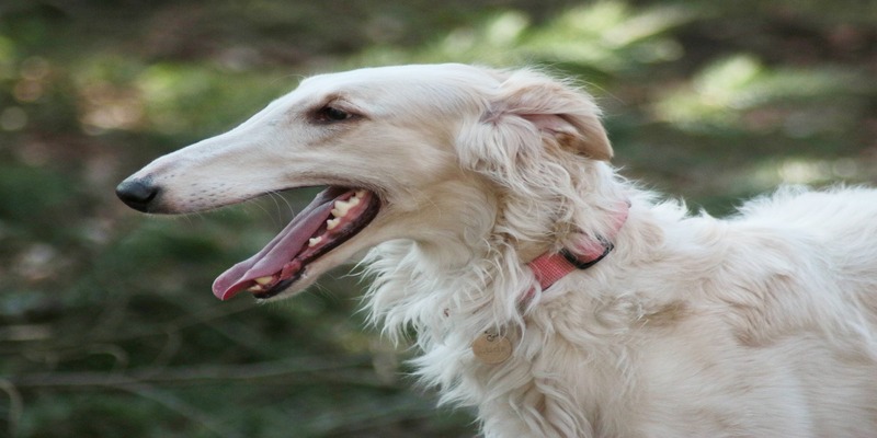 15 Skinny Dog Breeds With Long Hair9
