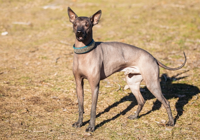 17 black skinny dog breeds lean and dark beauties10