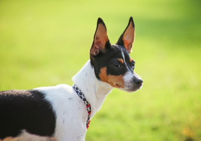 17 black skinny dog breeds lean and dark beauties4